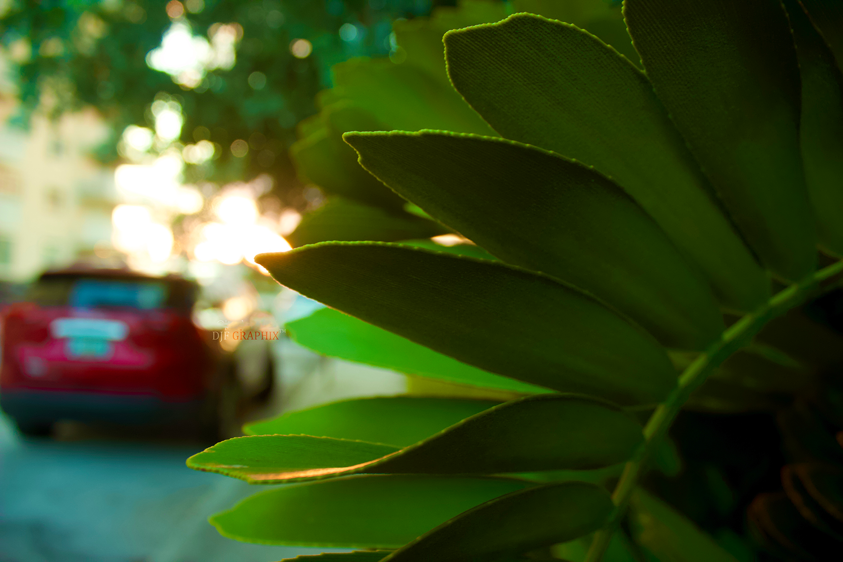 Plant