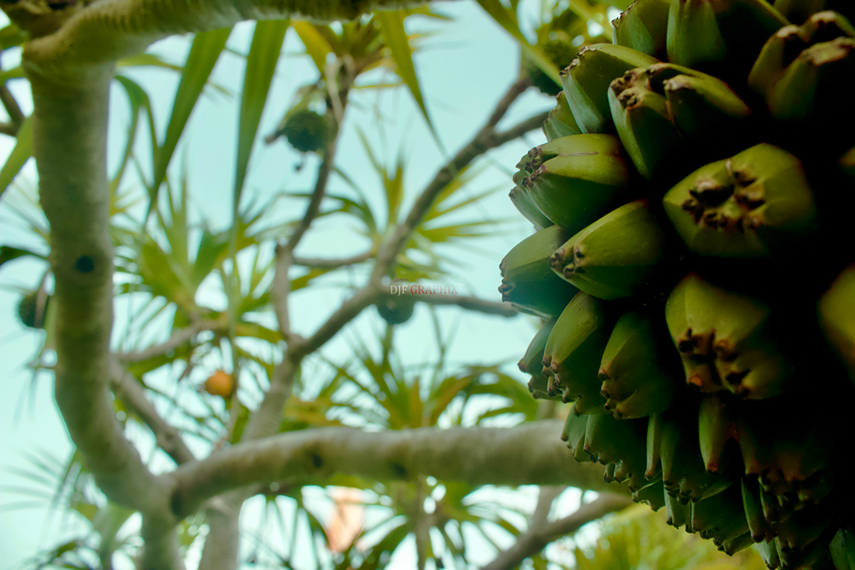 Plants 3